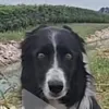 gh21389384