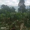 akhaphang29