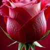 iram.hassan27