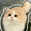 pann2908
