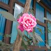 roksana.akter658