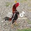 king._roosters