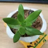 meomeoshop12