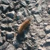 travel.bug7