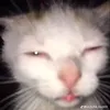 kiuuneee1311
