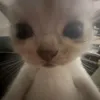 lsd_nya