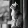 jb__lbknb