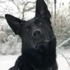finn08337