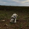 cane3539