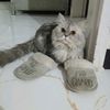 malikjzlles