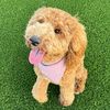 your_shop_picks