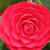 iloveflowers696