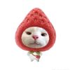 cat.cute244
