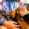 Dachshund puppies for Adoption