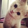 kiiarchv__