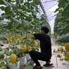 Dưa Lưới Phú Mỹ 🍈