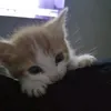 meowww6375