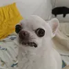 cleochihuahua