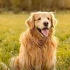 Funny dog-2424