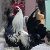 nor90ksa