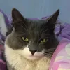 simouneblb