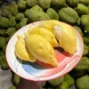 saurienghaianh