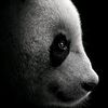 itts_not_panda