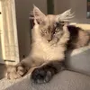 Vlad the big cat