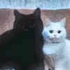 green.kitty96