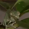 lemondedepascal
