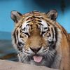tigermaxxin