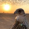 omar_51136