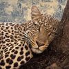 amjad_h55