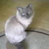 genoveva.jiscanu