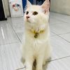 boboykucing