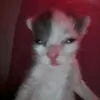 vvnm_3