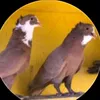 جناي احمر 🔥🦅
