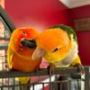 bagleybirdfam