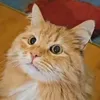 Кошачья Банда 3