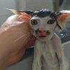 crazykitty210420