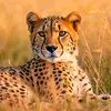 leguepard260