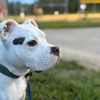 ekko.the.pitty