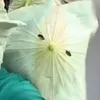 tung.vu105