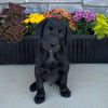 ghostblacklab