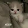 shanezhka25