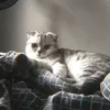 spektr404meow