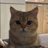 Софішка 😺
