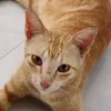 sherrycper