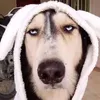 kienkchoitiktok
