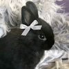lethalbunnii
